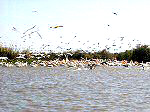Senegal parc djoudj 3